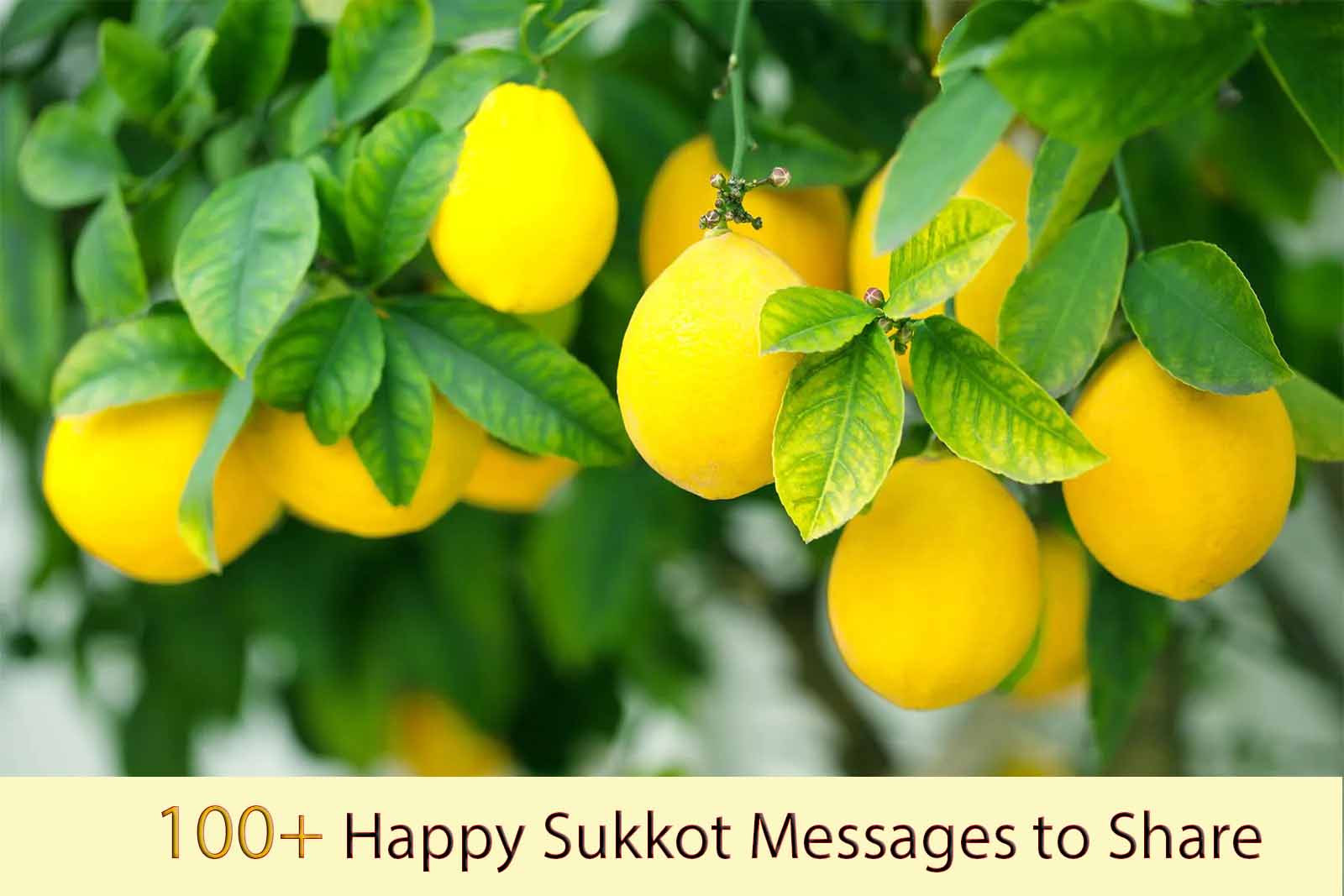 100+ Happy Sukkot Messages to Share